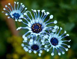 🌿 Rare Blue Daisy Plants – Stunning, Easy-to-Grow, and Long-Blooming! 💙🌼