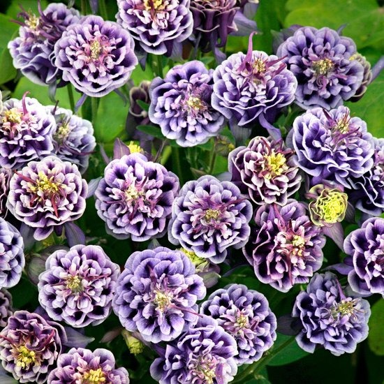 Aquilegia vulgaris 'Double Mix' Seeds