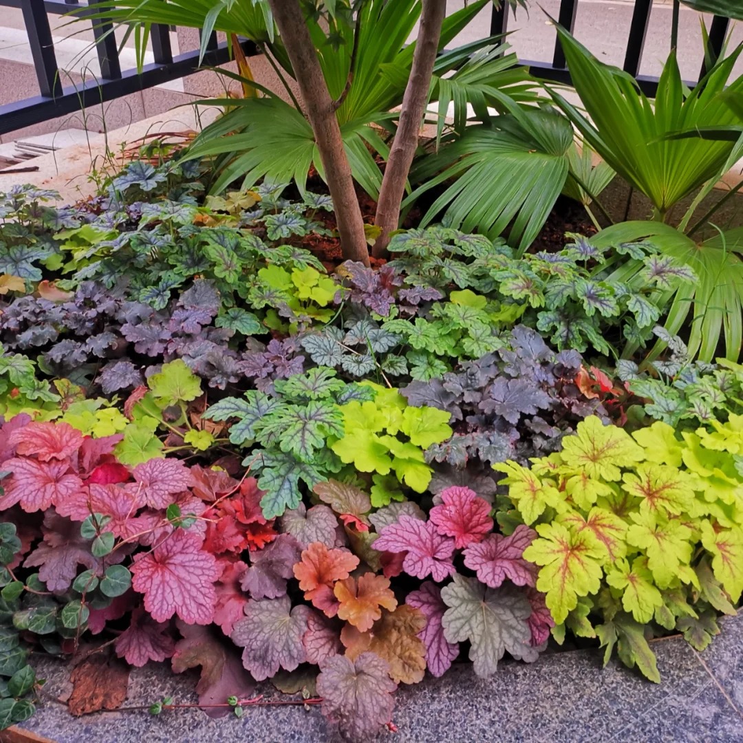 Mixed Rainbow Alum Root Seeds – 🌈 A Stunning Addition to Your Garden!