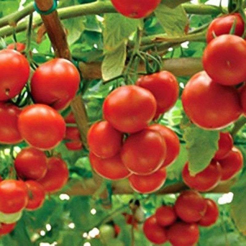 Rare Organic Sweet Million Tomato Tree Seeds