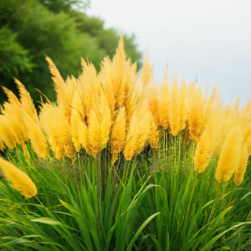 Pampas Grass Magic Garden Seeds