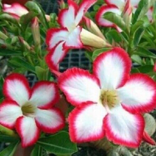 🏜️Desert Rose Seeds: Experience the Beauty of the Desert.