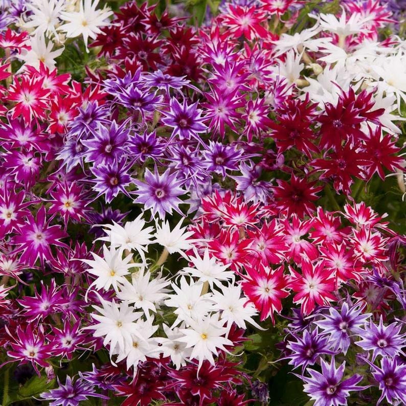 Phlox Seeds Phlox Popstar Rose Eye Seeds F1 Hybrid Garden Flowers