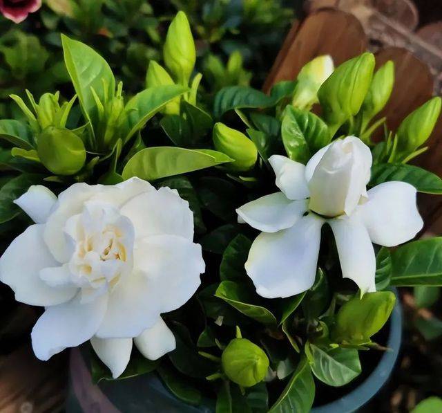 Big Leaf Gardenia Seeds