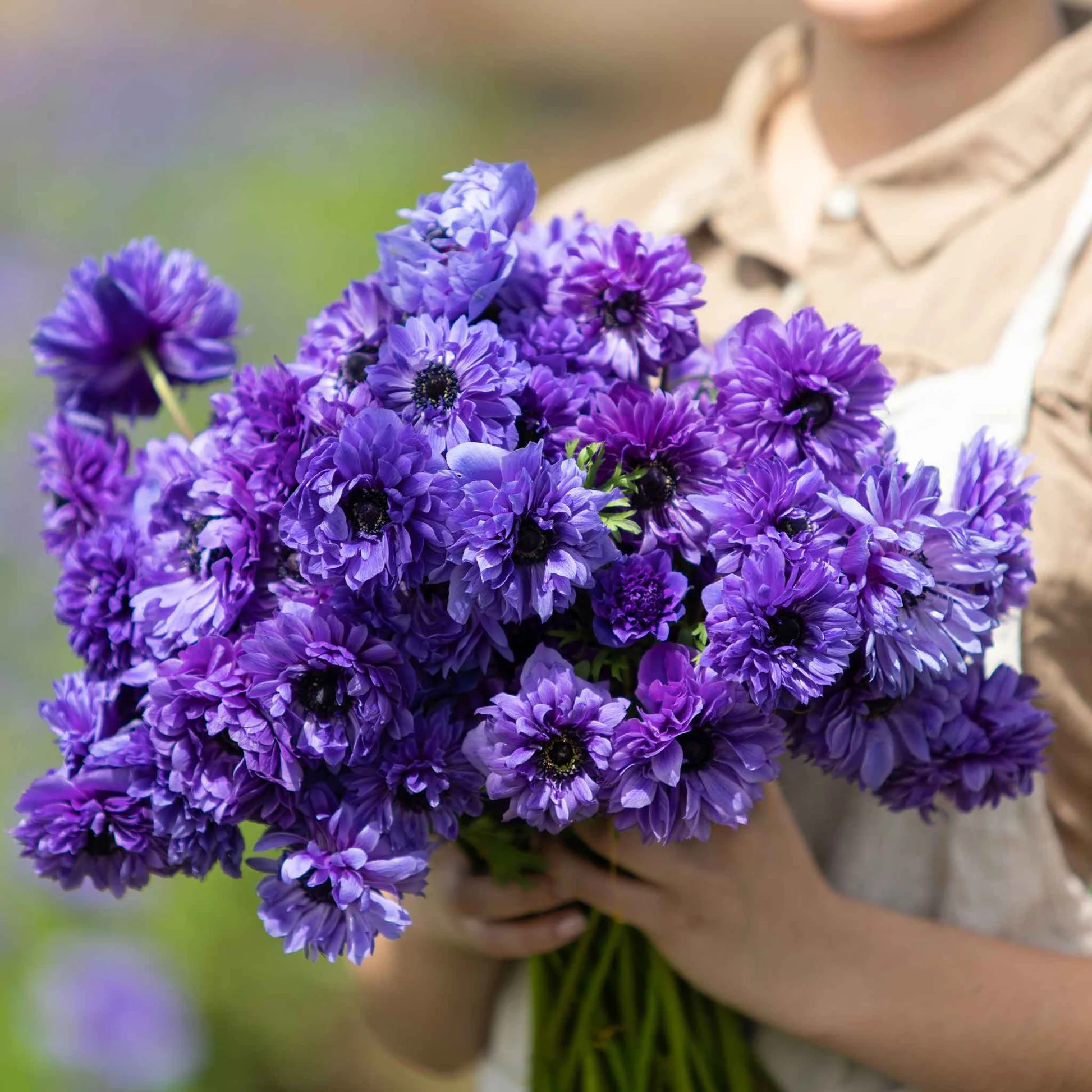 Anemone Fullstar Purple Seeds