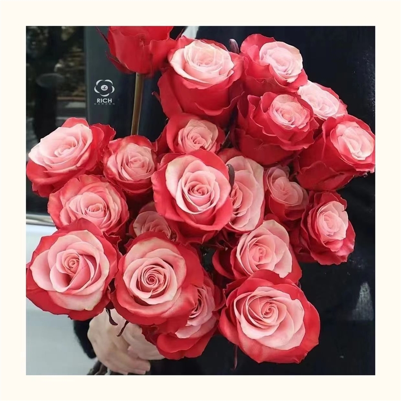 Garden of Dreams with Rare Color Varieties of Rose Seeds