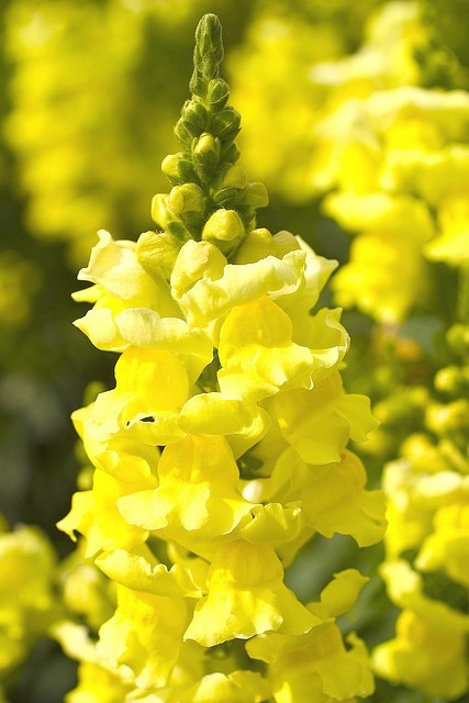 Snapdragon-Angel & Devil