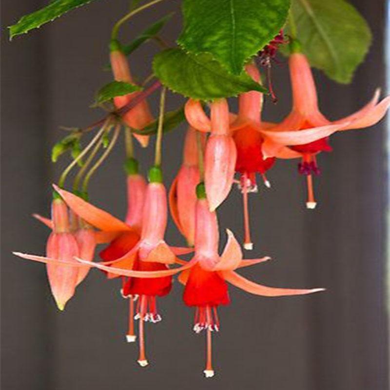 Fuchsia Flowers Seeds Lantern Flower, Bonsai Flower Seeds-chloriseeds