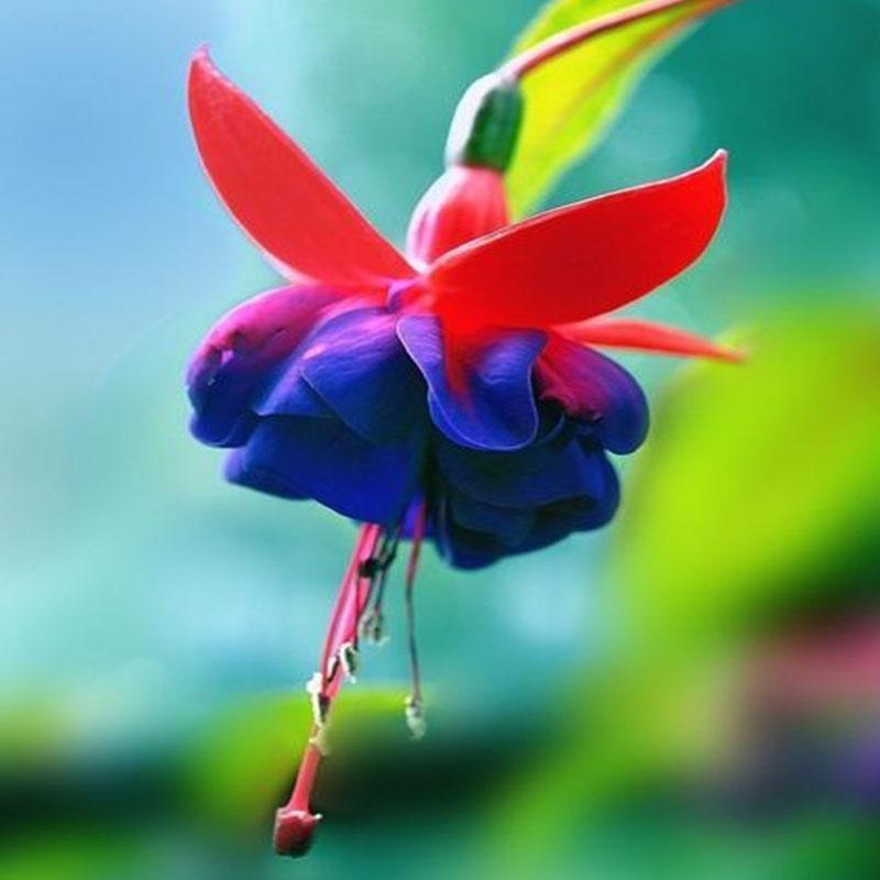 Fuchsia Flowers Seeds Lantern Flower, Bonsai Flower Seeds-chloriseeds