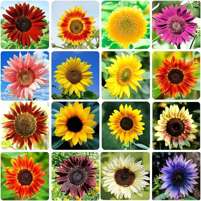 🌻Black and Red Sunflower (Helianthus annuus) – Dramatic & Unique Garden Centerpiece🌻 