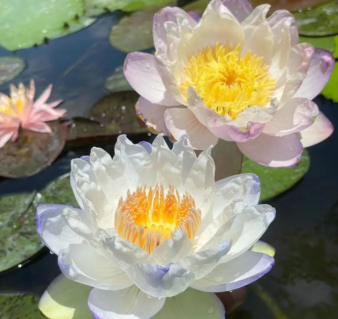 Giant Lotus Seeds💐Color Mixing