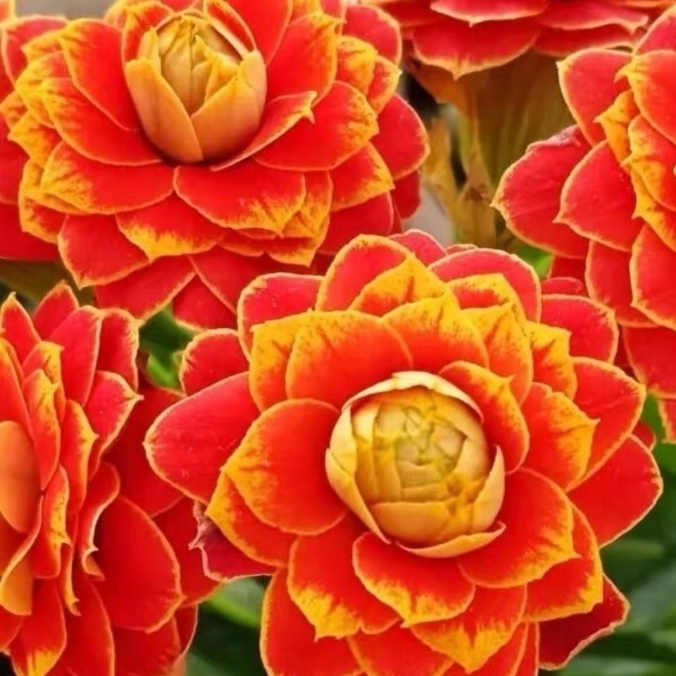 Golden Fox Longevity Flower Seeds