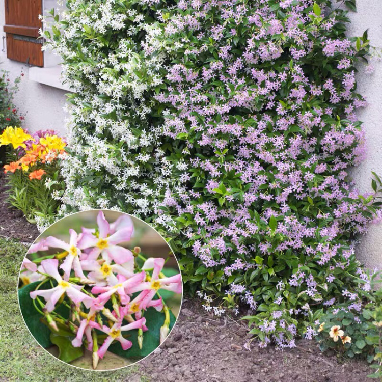 Windmill Jasmine Seeds