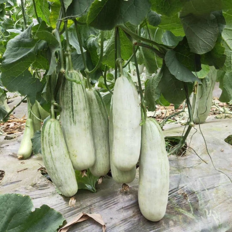 Croissant Muskmelon Seeds