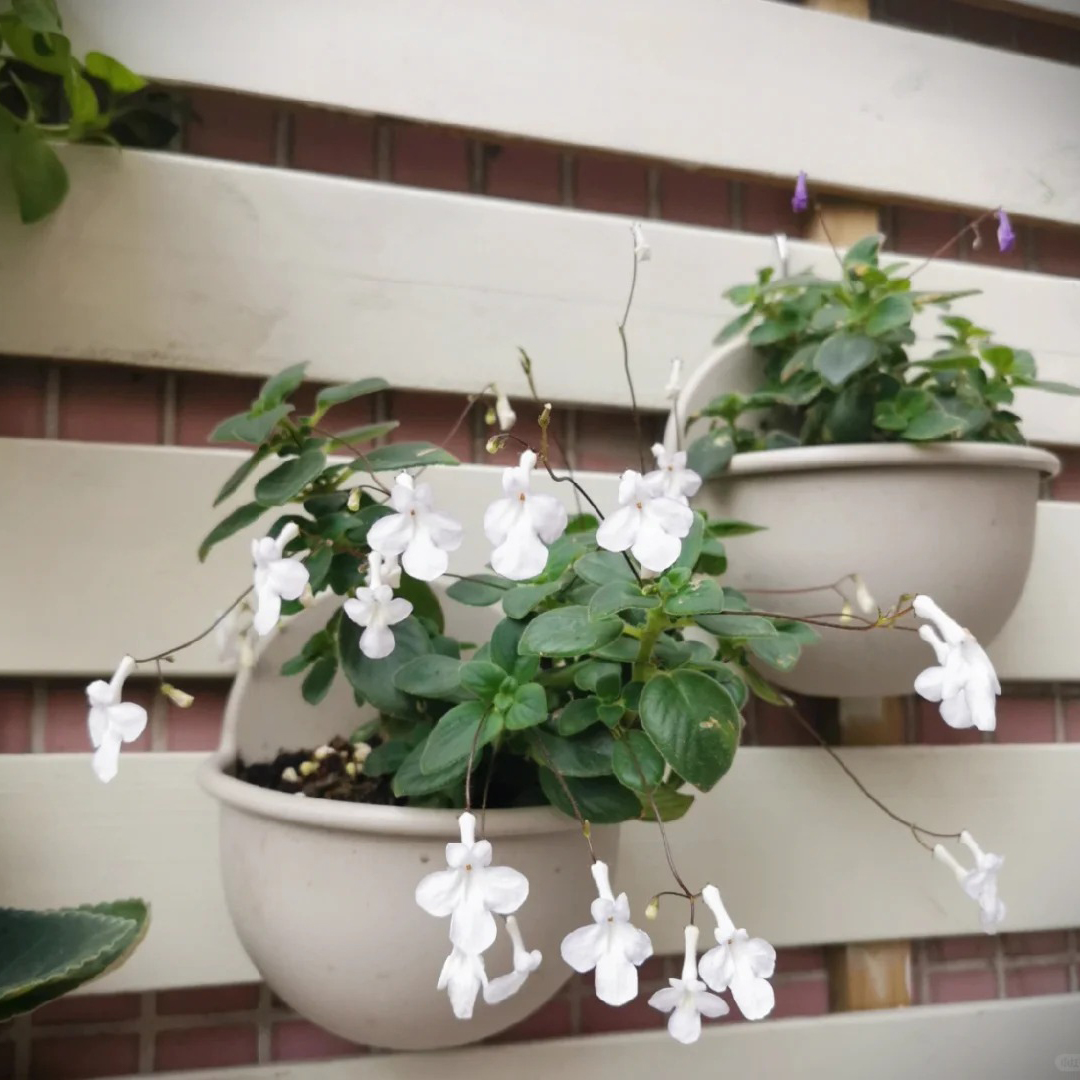 Streptocarpus saxorum Seeds