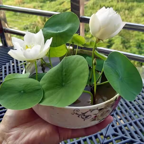 🔥[7 days germination]💐The Sacred Bonsai Bowl Lotus Flower