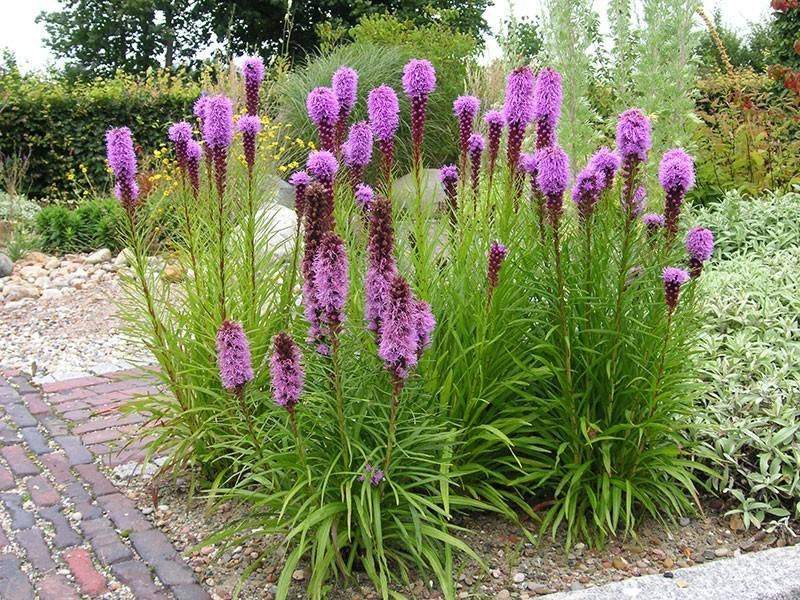 Dense Blazing Star 100 seeds-chloriseeds