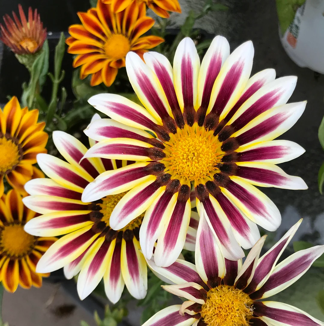 Treasure Flower Mix Seeds