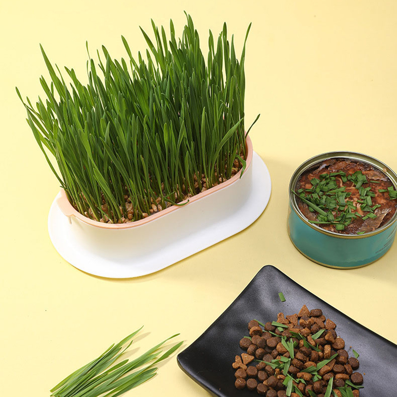 🔥Limited time special offer 😻soilless cat grass seeds