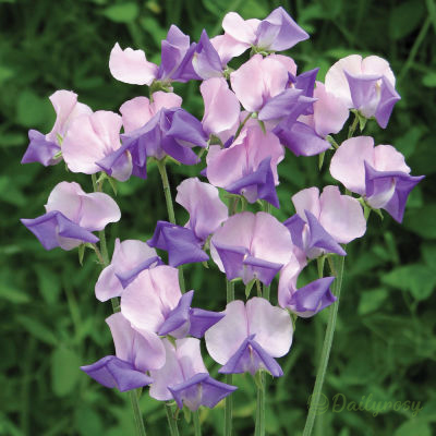 💐Multi Color Sweet Pea Flower Seeds