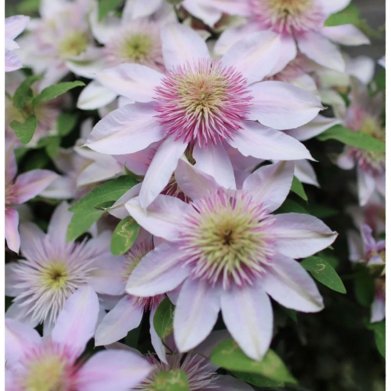Mixed-Color Climbing Clematis Flower