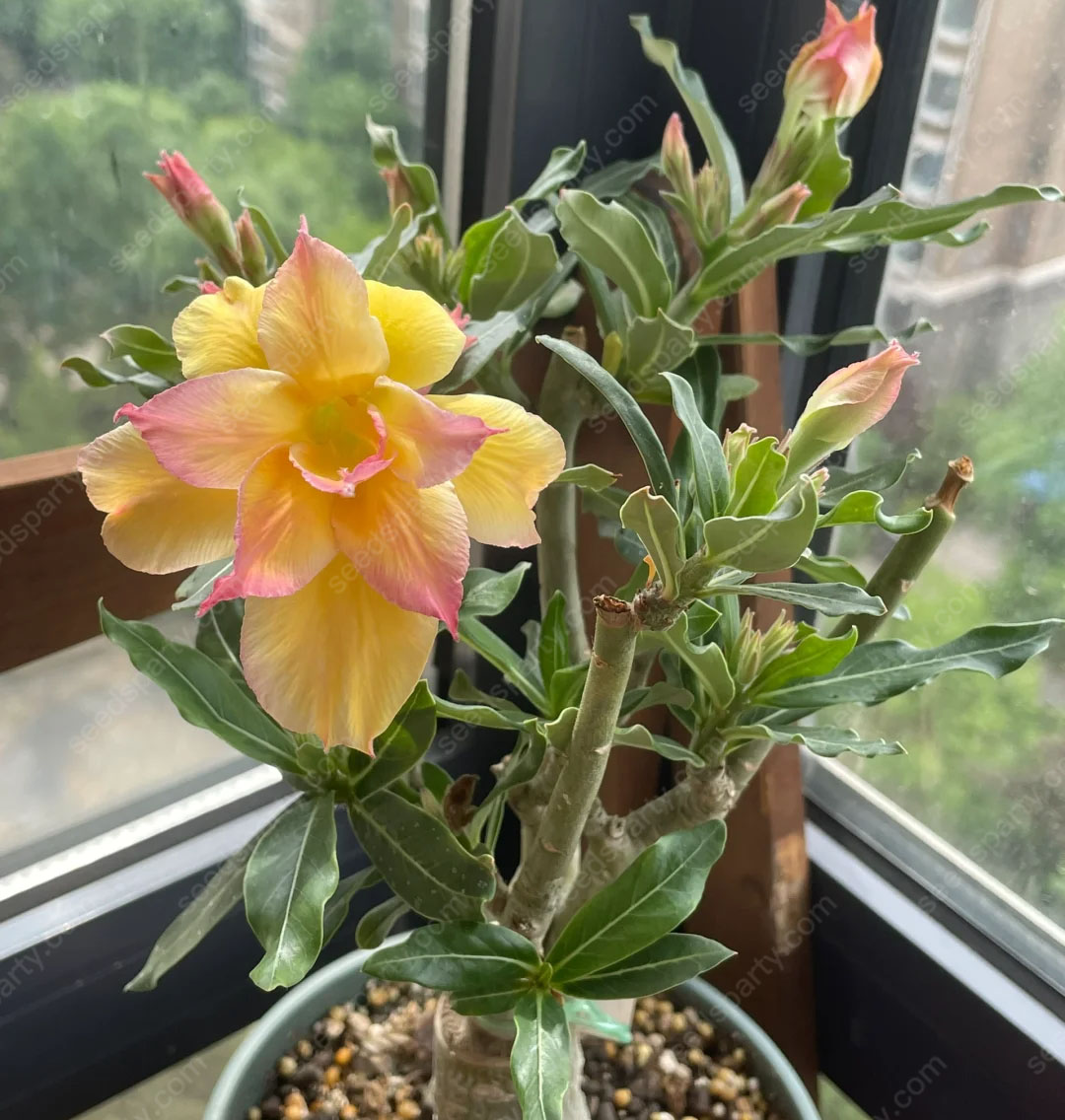 💐Desert Rose Seeds💖Various Colors🌱Long Flowering Period 
