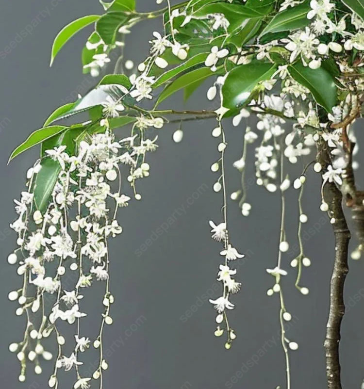 47%OFF🌱Trailing Jasmine Flowers Seeds