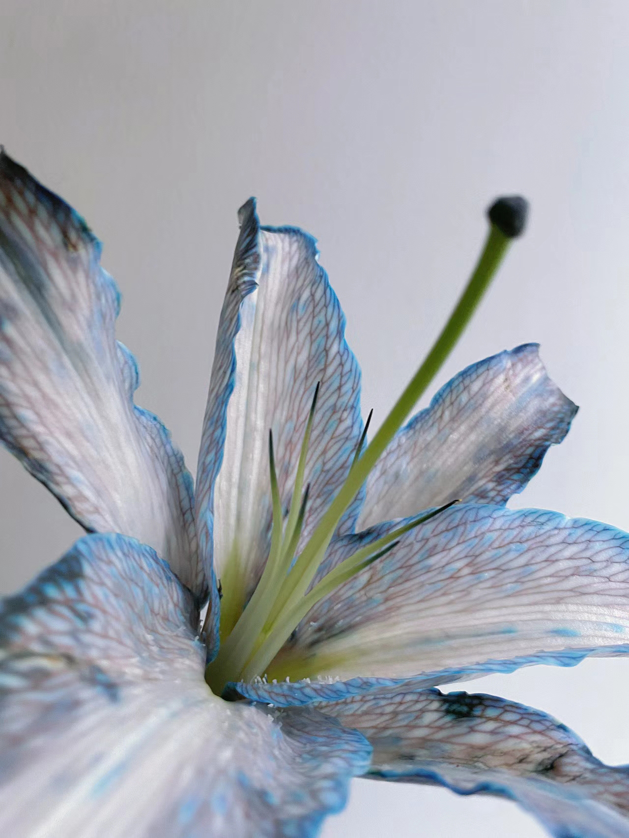 Gray-Blue Lily