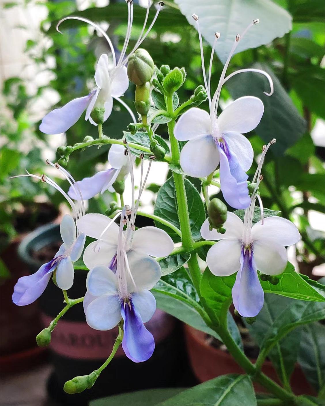 Blue Butterfly Flower 💙🦋Easy-chloriseeds