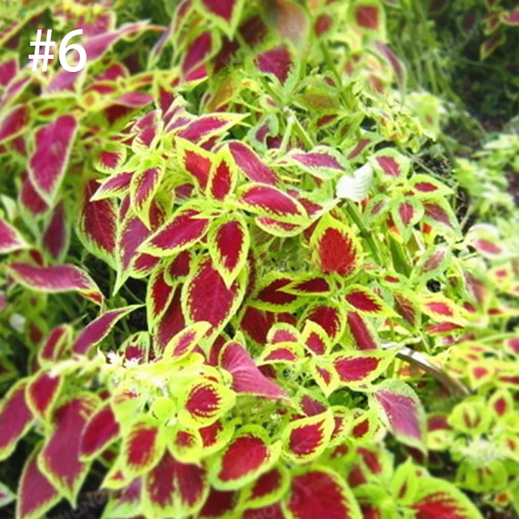 Coleus Bonsai Flower Leaf Plants Rainbow Dragon Seeds Garden