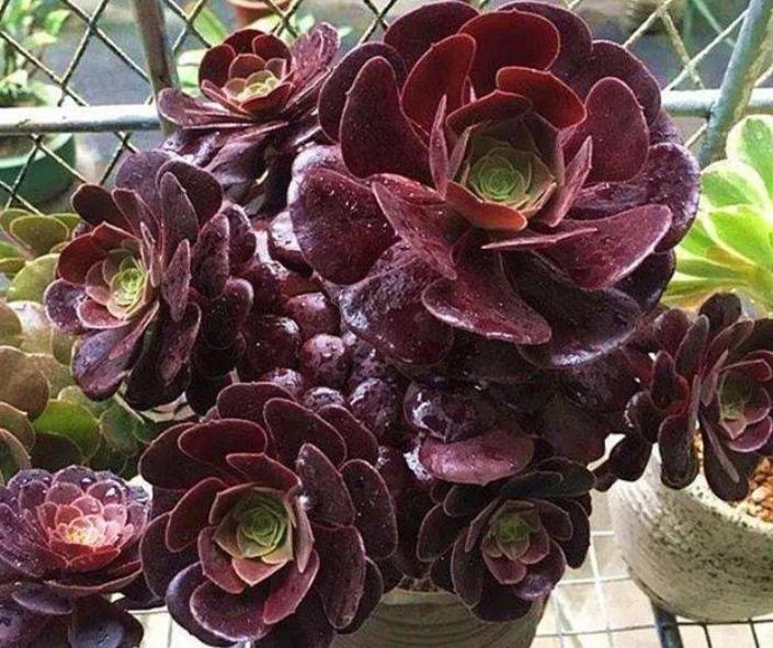 Aeonium arboreum Atropurpureum-chloriseeds