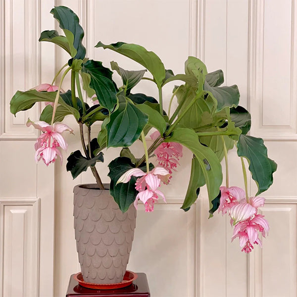 Medinilla Magnifica Flower Seeds-chloriseeds