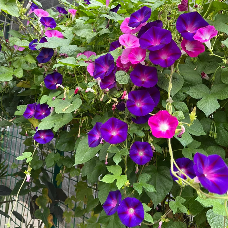 🔥Hot Selling🪴 Morning Glory Climbing Plants - 200 Seeds💥37%OFF