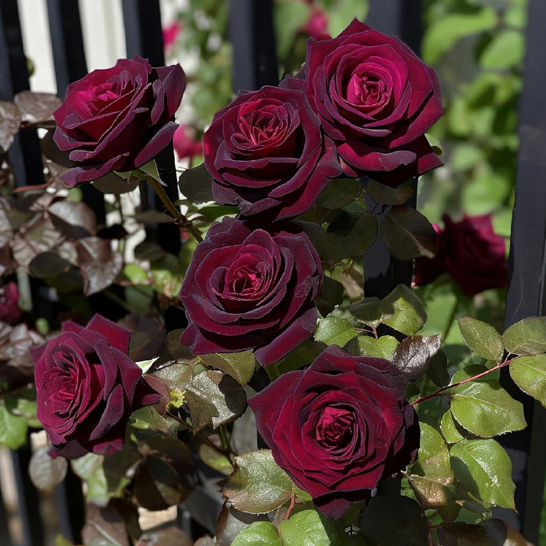 🌹Neues Rosenprodukt🍫Schwarze Bockrose✨so seidig wie schwarze Schokolade