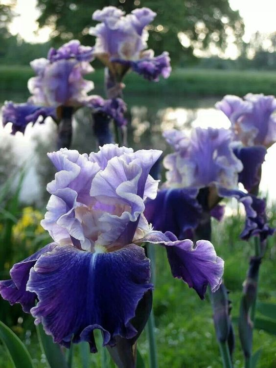 Purple Iris Seeds-chloriseeds