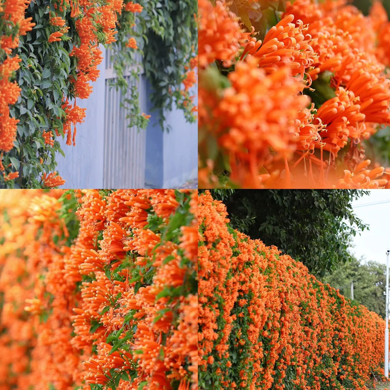 Pyrostegia venusta orange flame vine, beautiful climbing plant