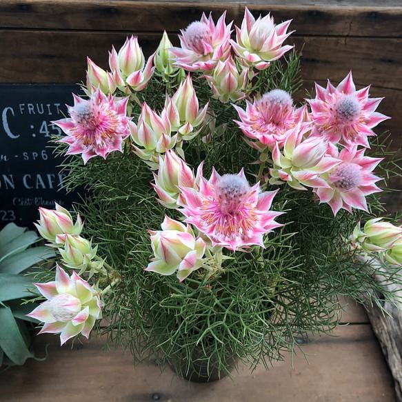 🌸Blushing Bride: A Reflection of Elegance and Romance-chloriseeds