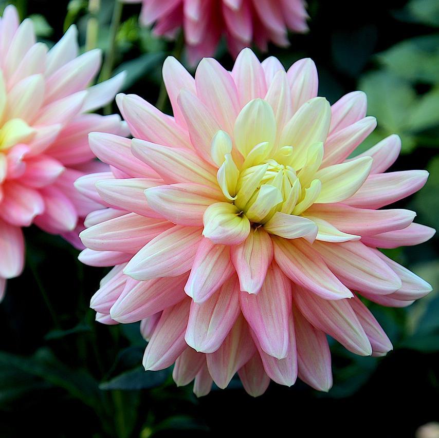 GITTS PERFECTION-chloriseeds