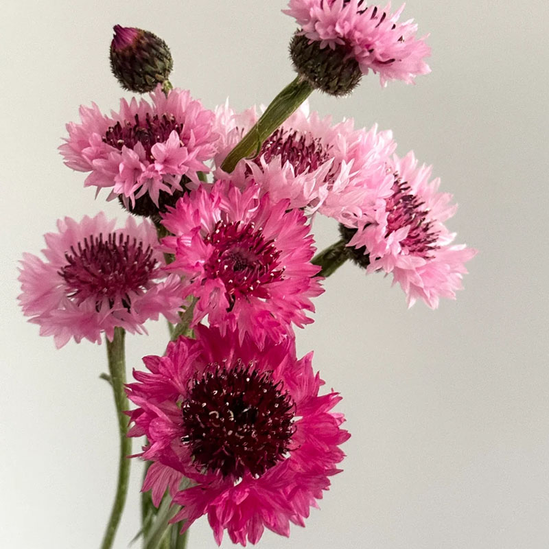 Cornflower / Bachelor Button Seeds