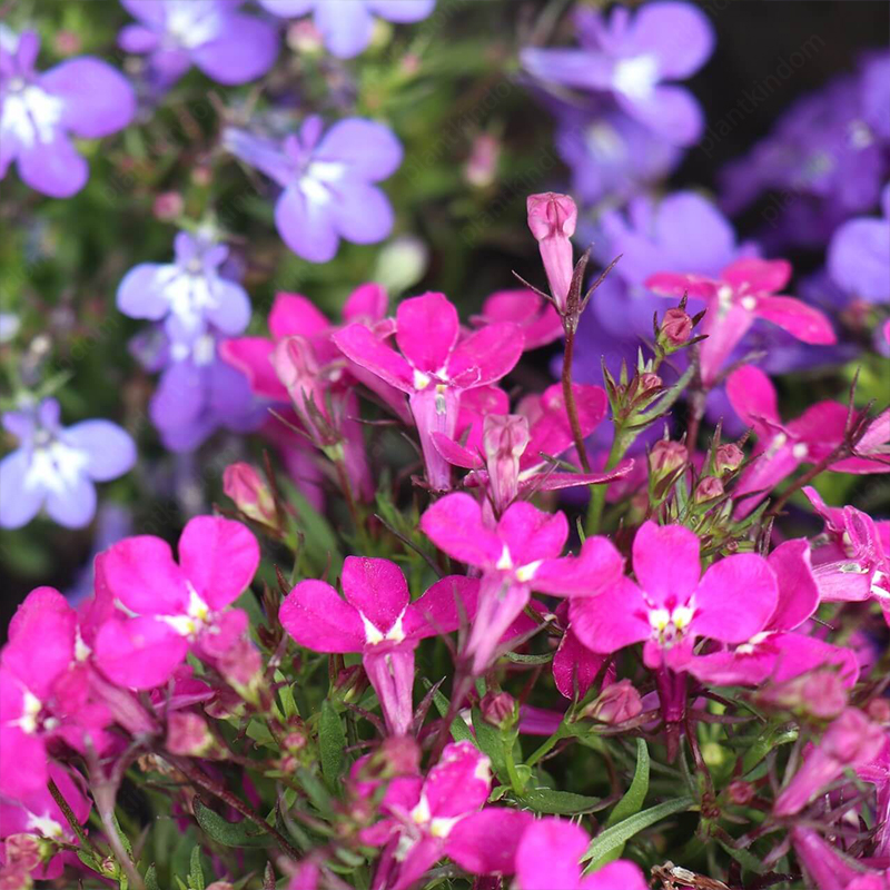 Lobelia Erinus Seeds