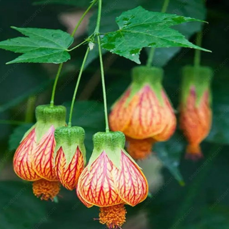 🌈New product launch🦄Abutilon pictum seeds✨Flowers bloom upside down