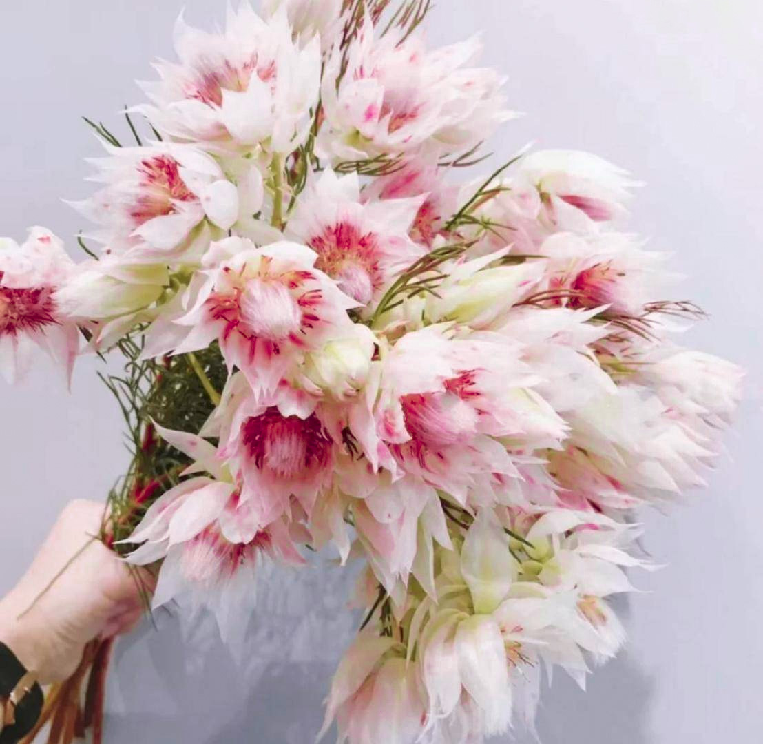 🌸Blushing Bride: A Reflection of Elegance and Romance-chloriseeds