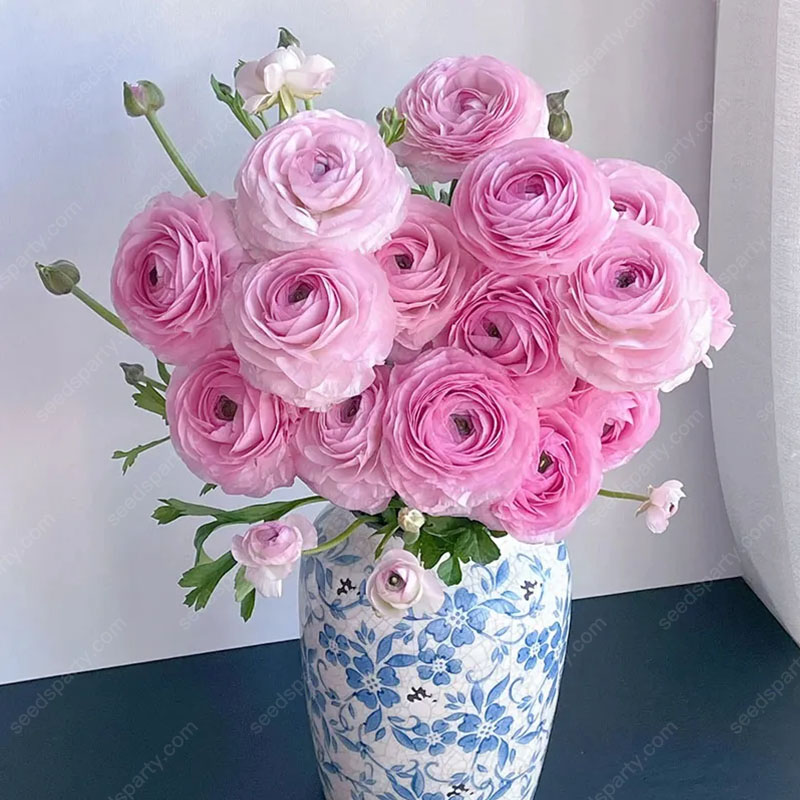 💥37%OFF Mixed-Color Ranunculus Bulb