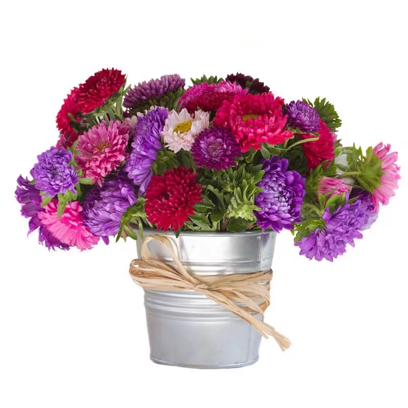 Perennial Mixed Color Candy Chrysanthemum Seeds