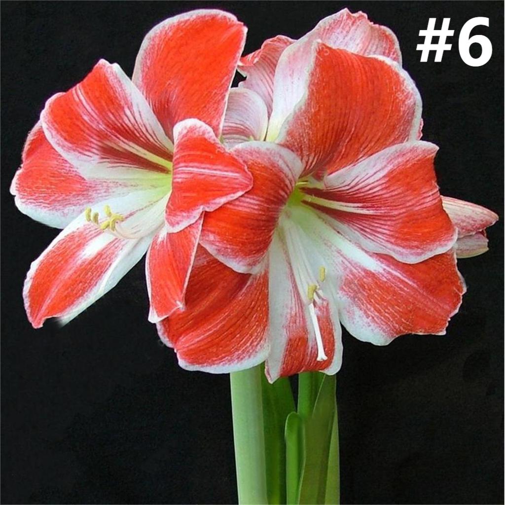 50pcs Hippeastrum Rutilum Seeds Bonsai Home Garden Balcony Plants-chloriseeds