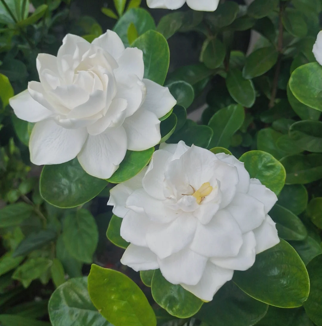 Large Flower Gardenia Seeds