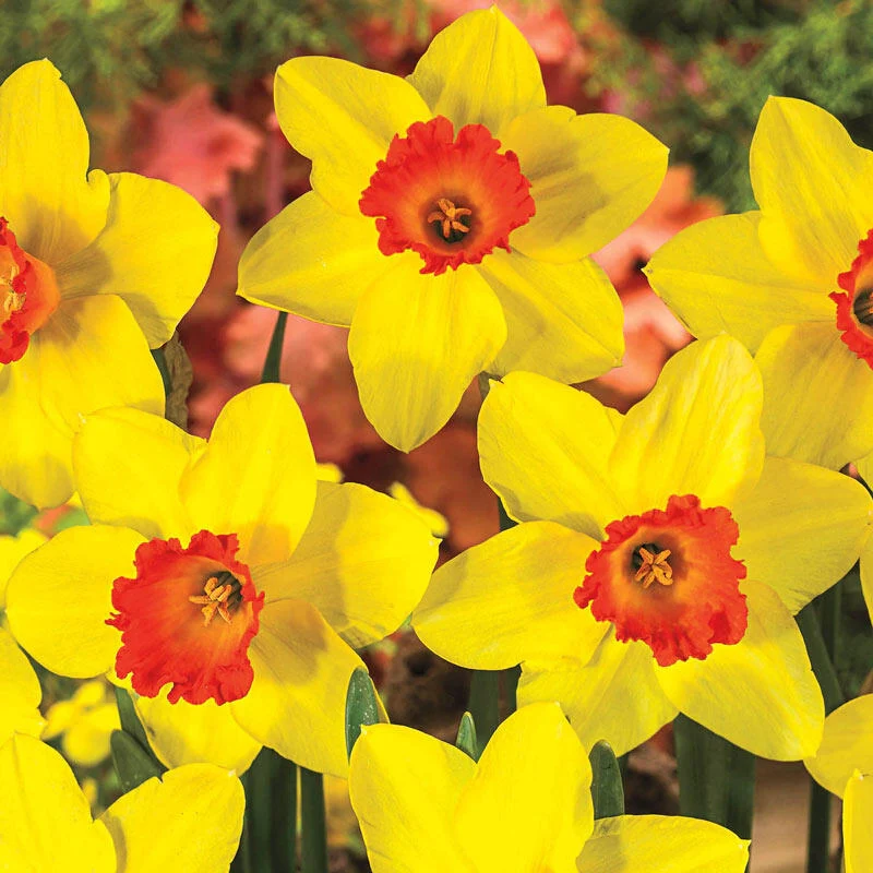 Perennial Daffodil Bulbs