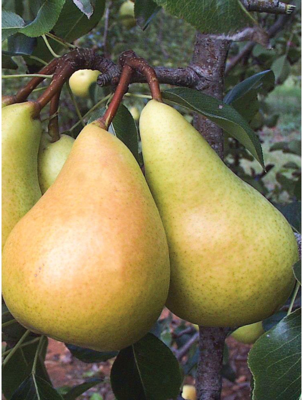 European Pear, Sunrise-chloriseeds
