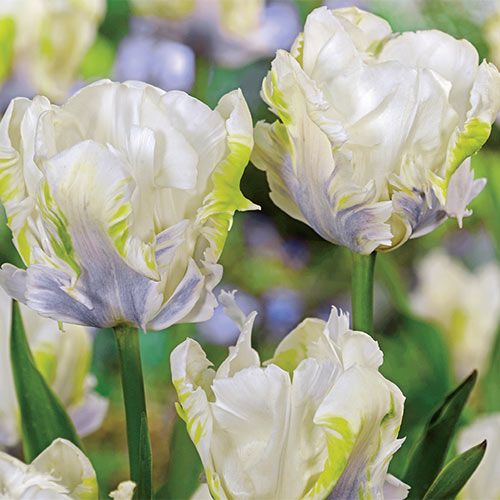 🌷Double  Feather Tulips Bulbs