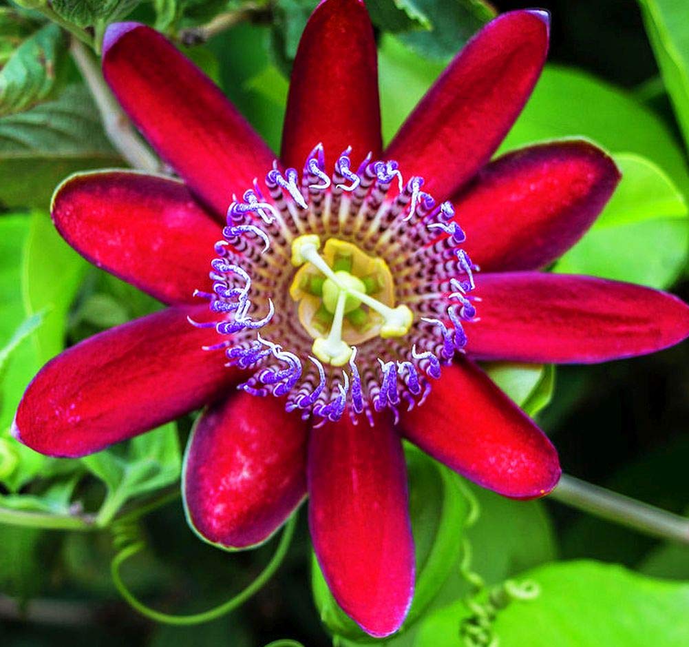 MIx Colors Passion Flower Seeds-chloriseeds